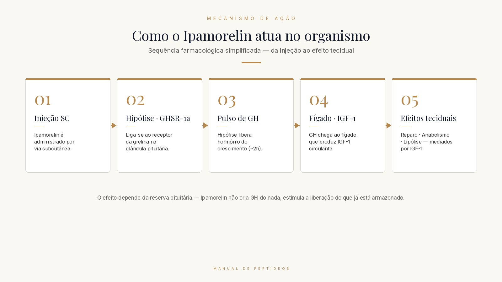 Diagrama do mecanismo de ação do Ipamorelin mostrando a sequência: injeção subcutânea → circulação → ligação ao receptor GHSR-1a na hipófise → liberação de GH → fígado produz IGF-1 → efeitos anabólicos nos tecidos.