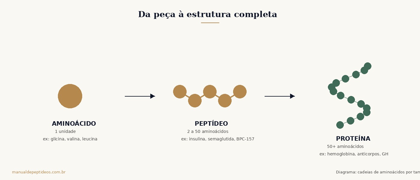 Diagrama mostrando a progressão de aminoácido (1 unidade) para peptídeo (2 a 50 unidades) para proteína (mais de 50 unidades), com exemplos de cada categoria