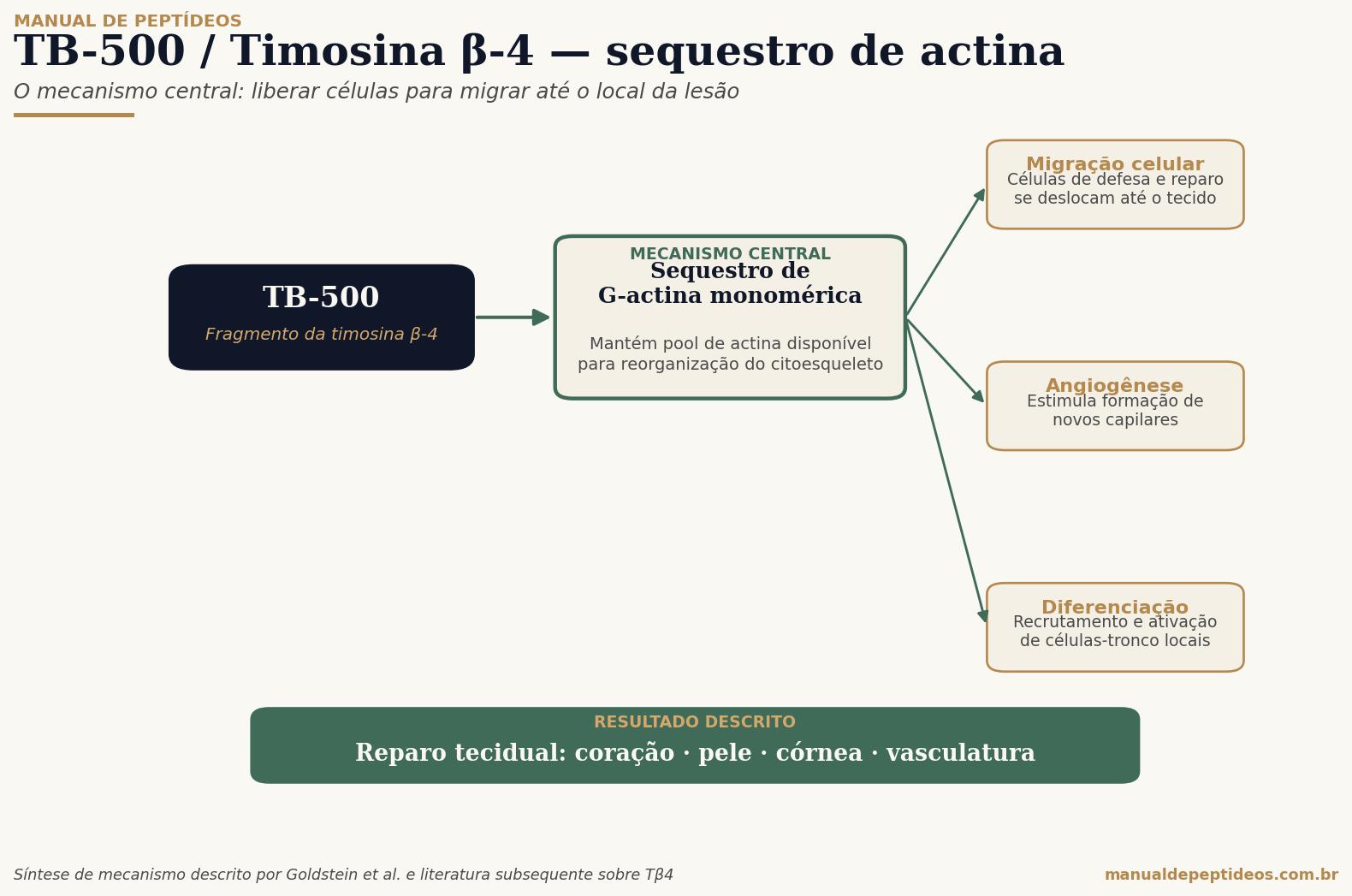 Diagrama do mecanismo de ação do TB-500/Tβ4: sequestro de G-actina como mecanismo central, com efeitos downstream em migração celular, angiogênese e diferenciação de células-tronco locais.